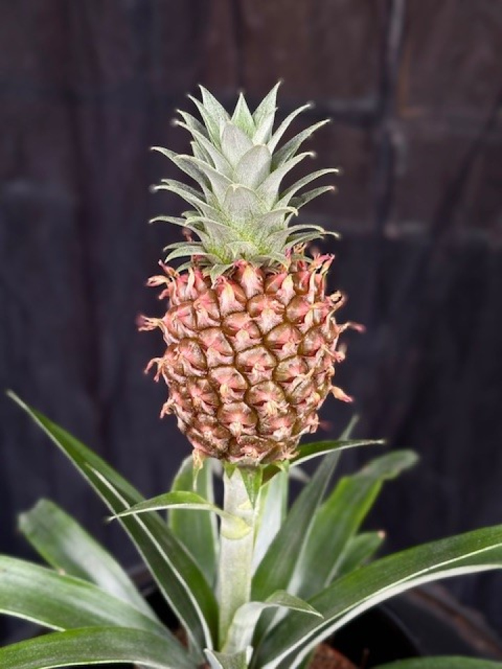Ananas \'Mi Amigo\' - Dvärgananas med frukt i gruppen Växter / Krukväxter / Gröna växter/bladväxter hos Åsby Hem & Trädgård (114837)