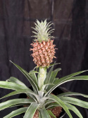 Ananas \'Mi Amigo\' - Dvärgananas med frukt