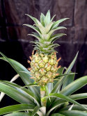 Ananas \'Mi Amigo\' - Dvärgananas med frukt