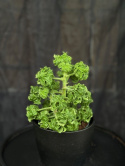 Pelargonium grav. \'Bontrosai\' - Doftpelargon Lemontree