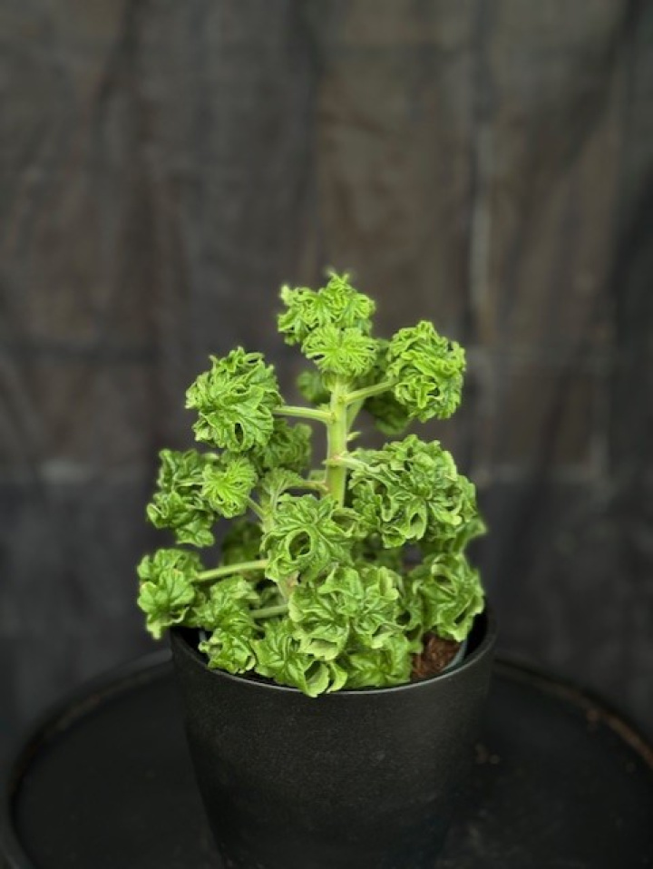 Pelargonium grav. \'Bontrosai\' - Doftpelargon Lemontree i gruppen Växter / Krukväxter / Pelargoner hos Åsby Hem & Trädgård (115674)