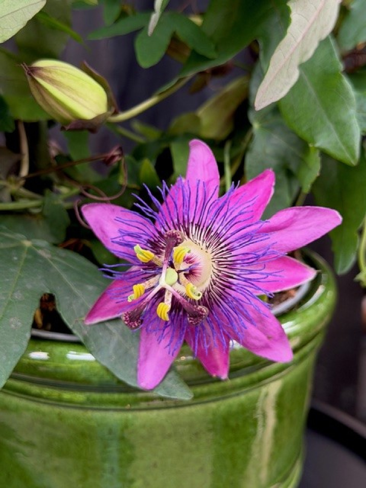 Passiflora caer. \'Empress Eugenie\' - Passionsblomma i gruppen Växter / Krukväxter / Blommande växter hos Åsby Hem & Trädgård (115687)