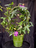 Passiflora caer. \'Empress Eugenie\' - Passionsblomma