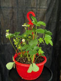 Fragaria ananassa (Ampel) - Jordgubbe i ampel