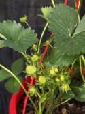 Fragaria ananassa (Ampel) - Jordgubbe i ampel