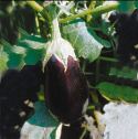 Solanum melongena \'Romanov\' - Aubergin