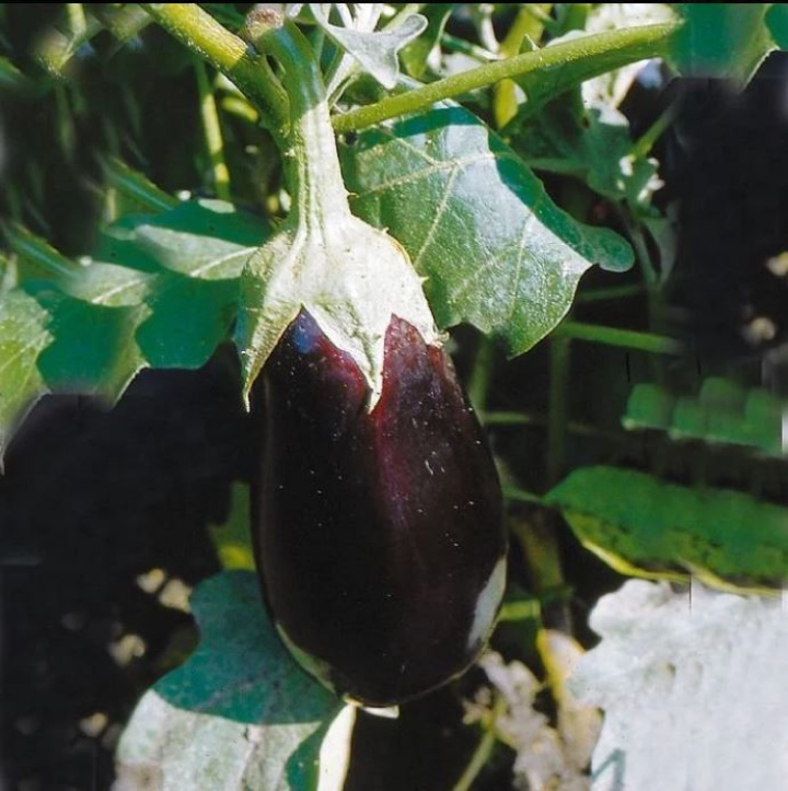 Solanum melongena \'Romanov\' - Aubergin i gruppen Växter / Krukväxter / Kryddor & Ätbart hos Åsby Hem & Trädgård (116803)