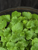 Melissa officinalis - Citronmeliss
