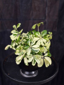 Schefflera arboricola \'Charlotte\' - Paraplyaralia