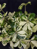 Schefflera arboricola \'Charlotte\' - Paraplyaralia
