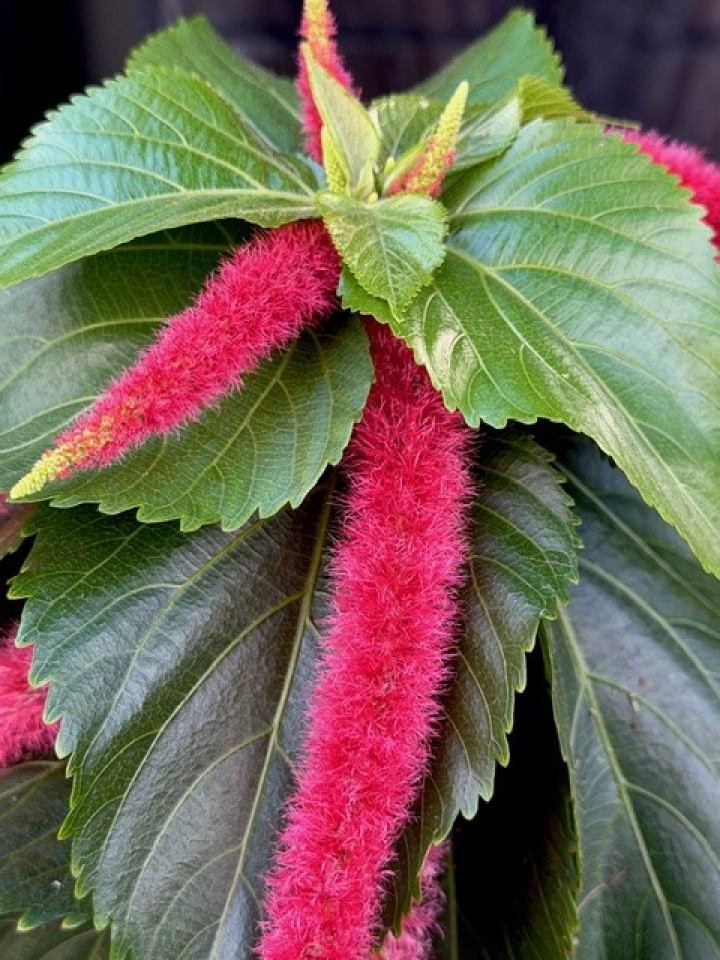 Acalypha hispida i gruppen Växter / Krukväxter / Blommande växter hos Åsby Hem & Trädgård (118868)