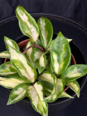 Hoya carnosa Tricolor