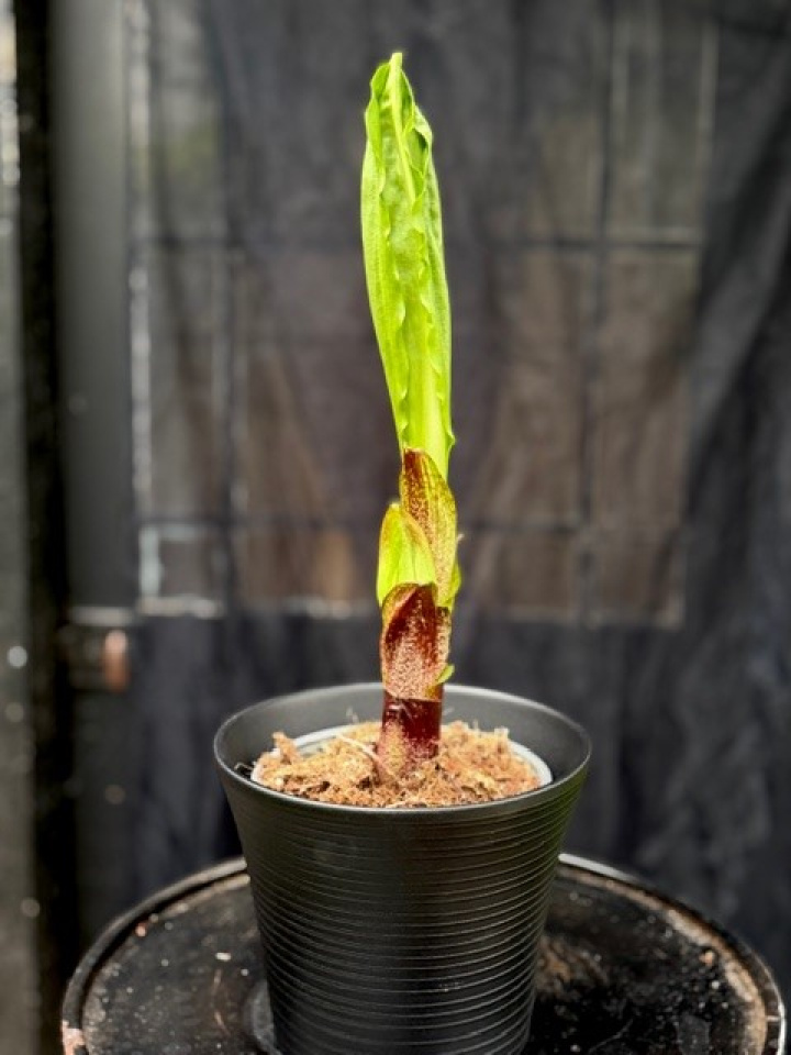 Scadoxus multiflorus i gruppen Växter / Krukväxter / Blommande växter hos Åsby Hem & Trädgård (122018)