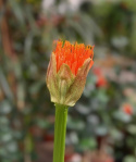 Scadoxus multiflorus