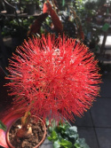Scadoxus multiflorus