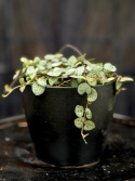 Ceropegia linearis ssp. woodii