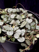 Ceropegia linearis ssp. woodii