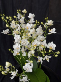 Phalaenopsis multi. \'Wild\' - Brudorkidé