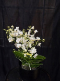 Phalaenopsis multi. \'Wild\' - Brudorkidé