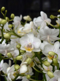 Phalaenopsis multi. \'Wild\' - Brudorkidé