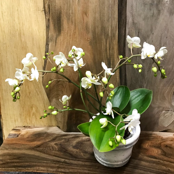 Phalaenopsis Wildflowers - Brudorkidé Wildflowers i gruppen Växter / Krukväxter / Orkidéer hos Åsby Hem & Trädgård (124443)