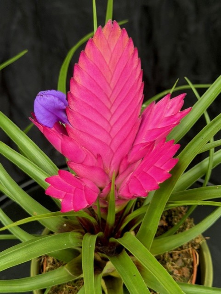 Tillandsia cyanea Josee i gruppen Växter / Krukväxter / Blommande växter hos Åsby Hem & Trädgård (127647)