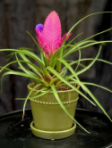 Tillandsia cyanea Josee