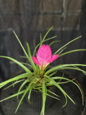 Tillandsia cyanea \'Josee\' - Väktaren i tornet