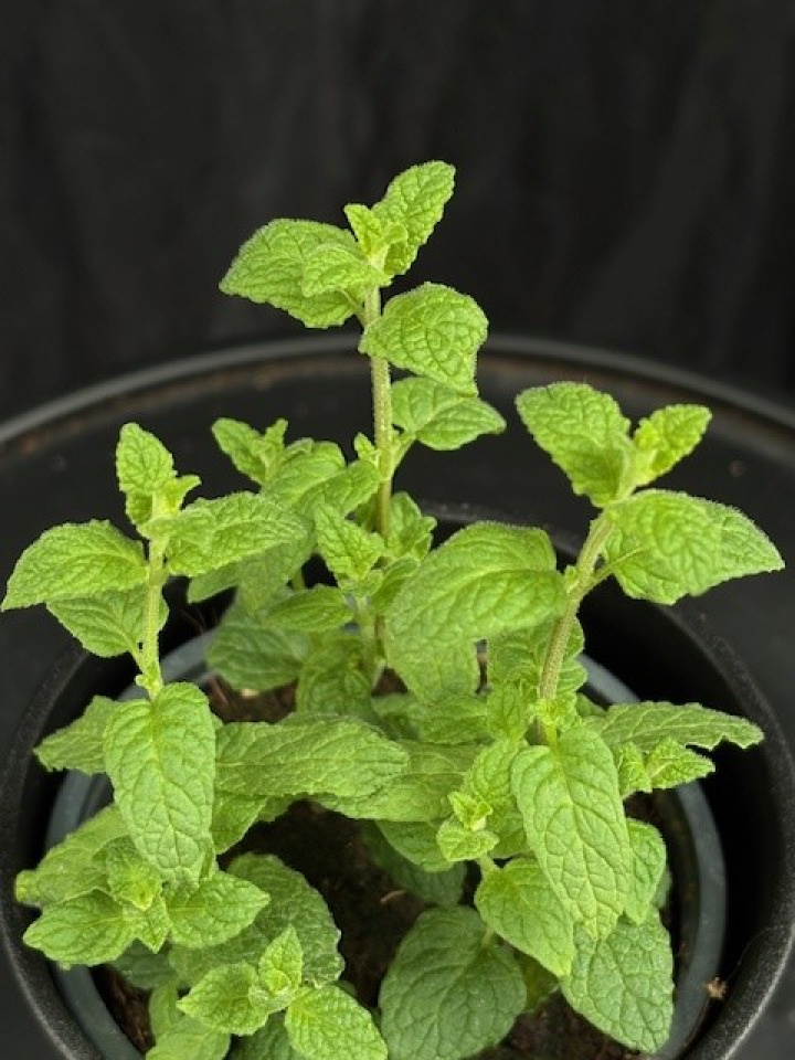 Mentha x pipe. \'Strawberry\' - Jordgubbsmynta i gruppen Växter / Trädgårdsväxter / Kryddor hos Åsby Hem & Trädgård (127897)