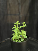 Mentha x pipe. \'Strawberry\' - Jordgubbsmynta