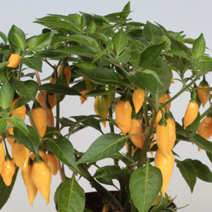 Capsicum Limon EKO i gruppen Växter / Krukväxter / Kryddor & Ätbart hos Åsby Hem & Trädgård (128027)