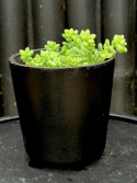 Sedum morganium \'Burrito\' - Liten Apsvans