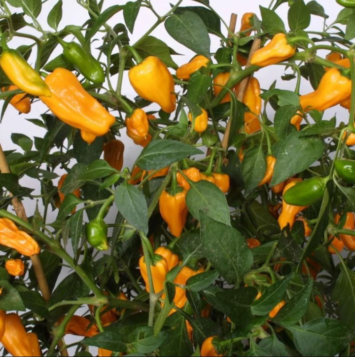 Capsicum Cheyenne EKO i gruppen Växter / Krukväxter / Kryddor & Ätbart hos Åsby Hem & Trädgård (128184)