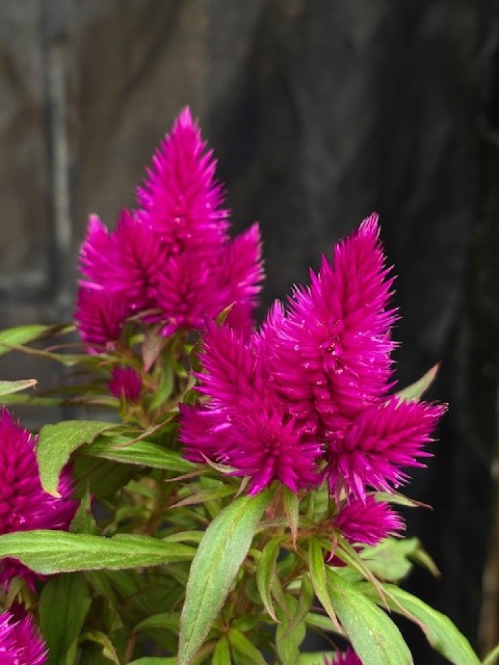 Celosia \'Deep Purple\' - Plymört i gruppen Växter / Säsongsväxter / Sommarblommor hos Åsby Hem & Trädgård (128275)