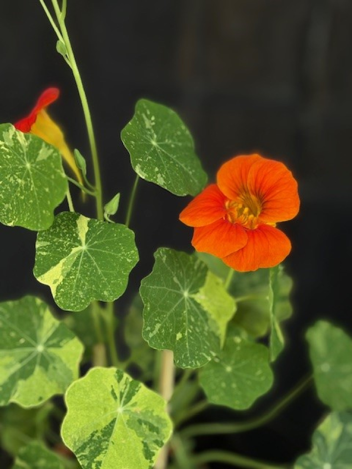 Tropaeoleum majus - Slinger-Krasse Ätbar! i gruppen Växter / Krukväxter / Kryddor & Ätbart hos Åsby Hem & Trädgård (128354)