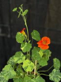 Tropaeoleum majus - Slinger-Krasse Ätbar!