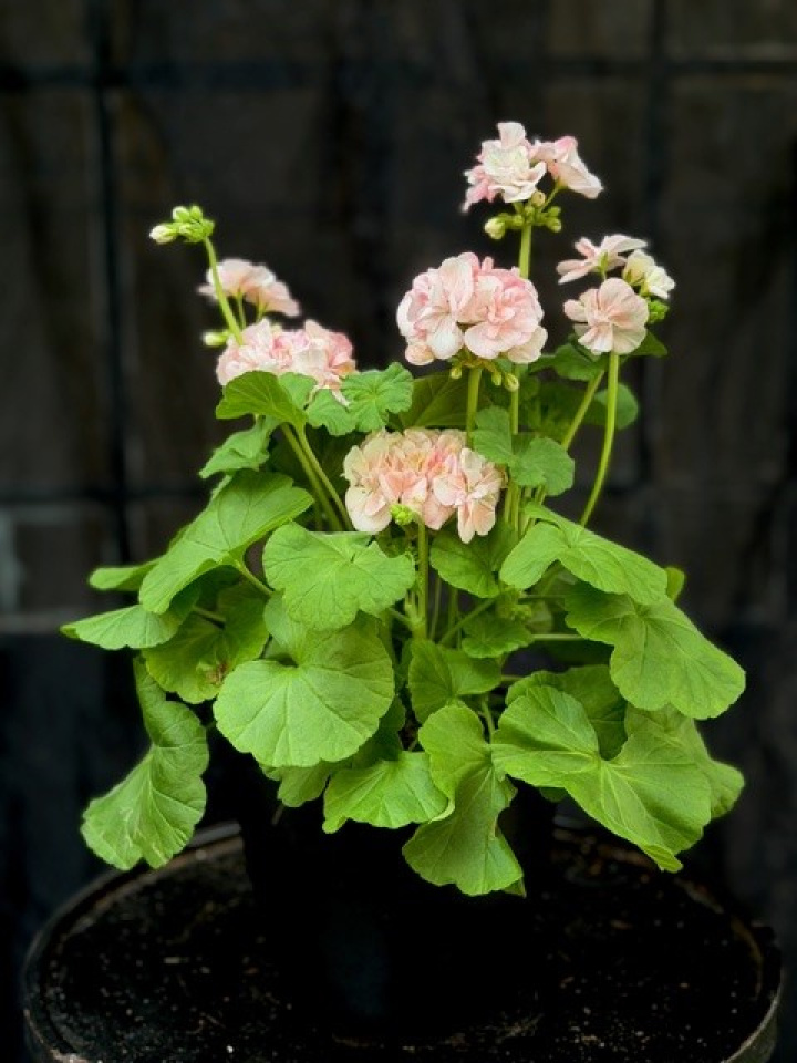 Pelargonium \'Mårbacka\' - Mårbackapelargon i gruppen Växter / Krukväxter / Pelargoner hos Åsby Hem & Trädgård (128546)