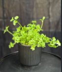Petroselinum crispum - Persilja