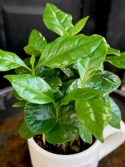 Coffea arabica i mugg