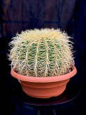 Echinocactus grusonii - Svärmors kudde
