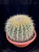Echinocactus grusonii - Svärmors kudde