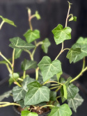 Hedera hibernica - Storbladig murgröna