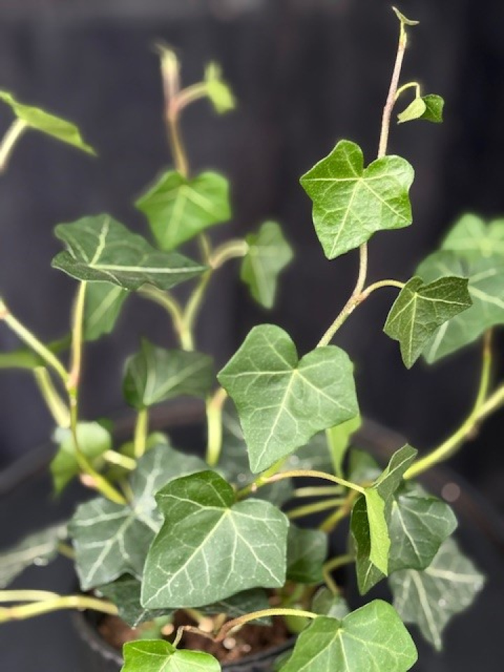 Hedera hibernica - Storbladig murgröna i gruppen Växter / Krukväxter / Gröna växter/bladväxter hos Åsby Hem & Trädgård (132476)
