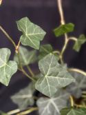 Hedera hibernica - Storbladig murgröna