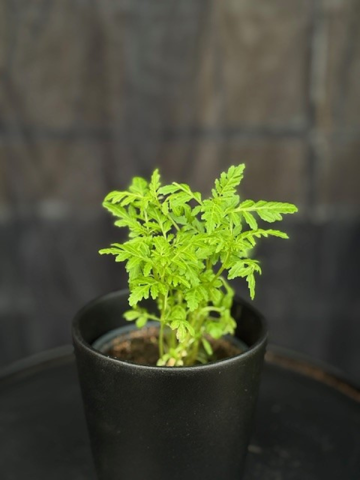 Tagetes tenuifolia \'Gnome\' - Kryddtagetes Apelsin i gruppen Växter / Krukväxter / Kryddor & Ätbart hos Åsby Hem & Trädgård (133461)