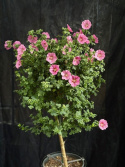 Anisodontea capensis (stam) - Blommande björk