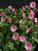 Anisodontea capensis (stam) - Blommande björk