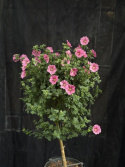 Anisodontea capensis (stam) - Blommande björk