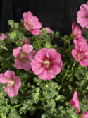Anisodontea capensis (stam) - Blommande björk
