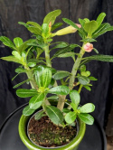 Adenium obseum \'Pinkstar\' - Ökenros